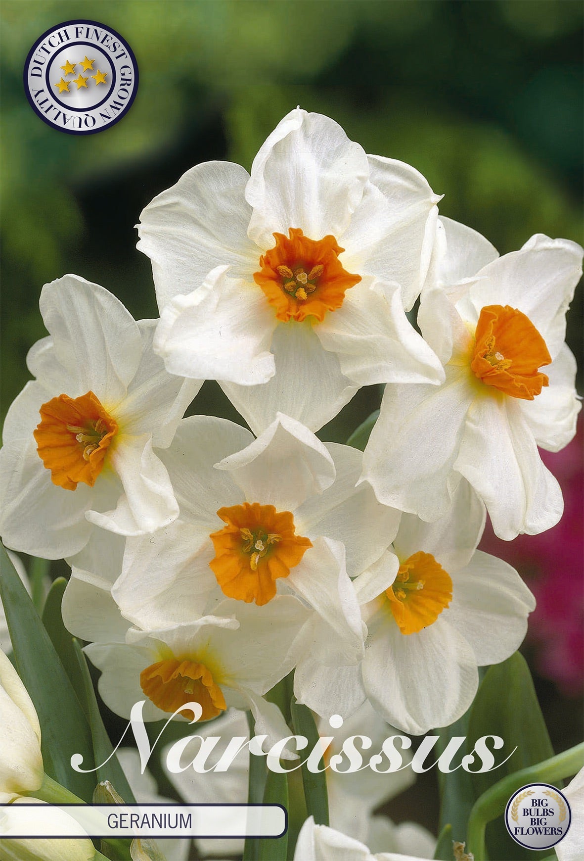Narcissus Geranium