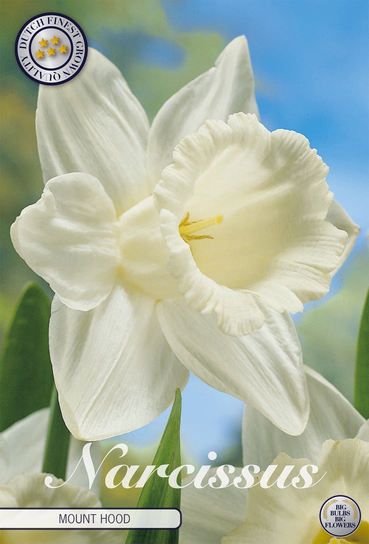 Narcissus Mount Hood
