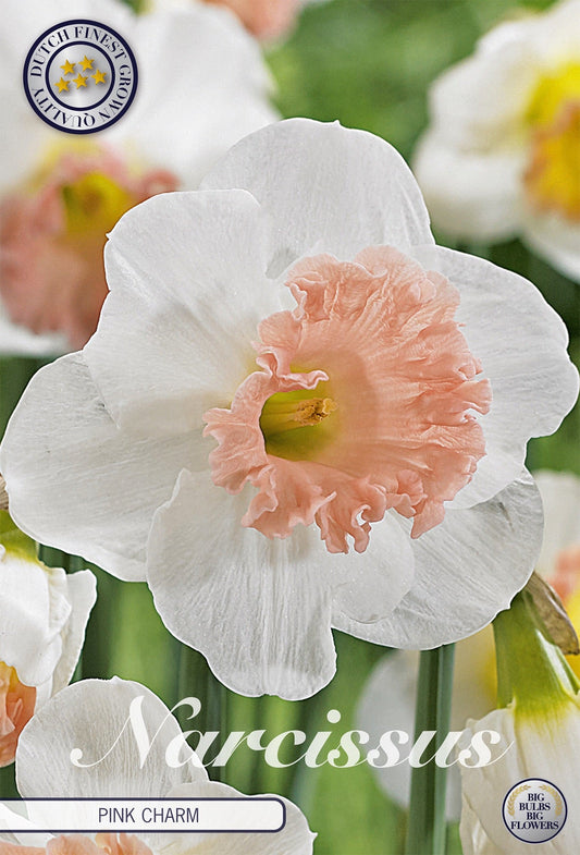 Narcissus Pink Charm