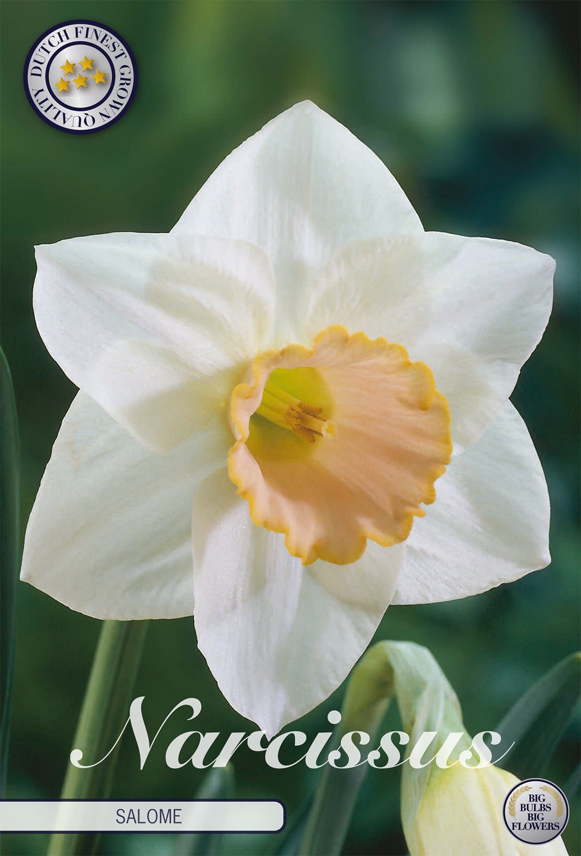 Narcissus Salome