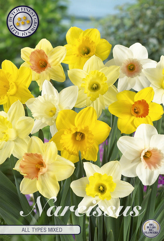 Narcissus All Types Mixed