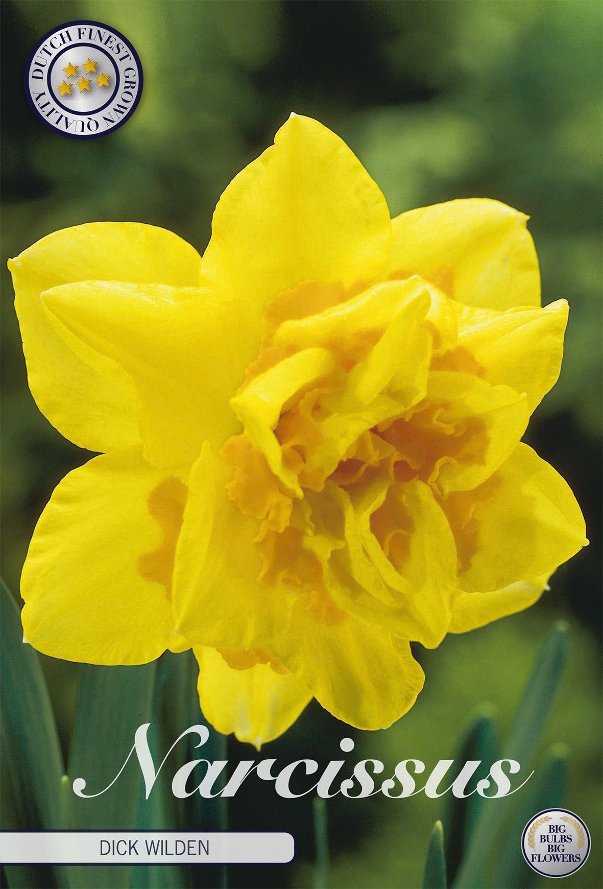 Narcissus Dick Wilden