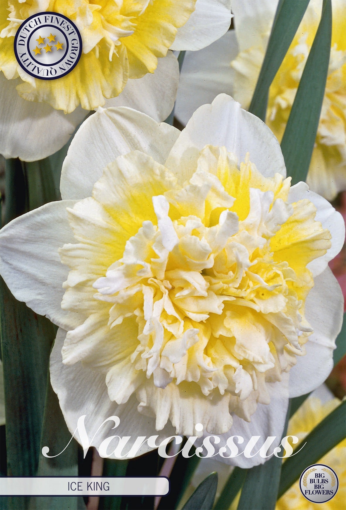 Narcissus Ice King