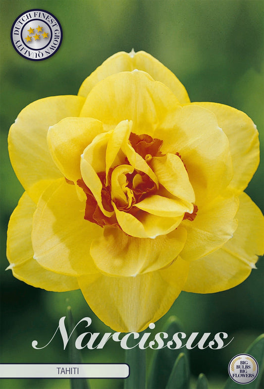 Narcissus Tahiti