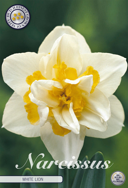 Narcissus White Lion