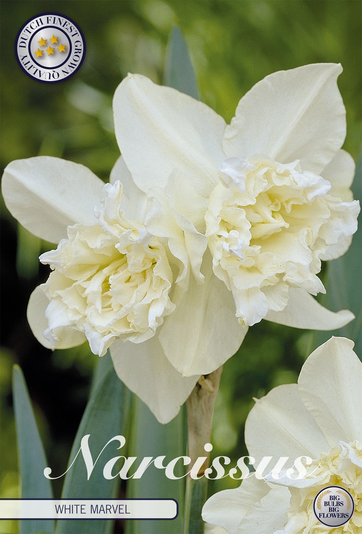 Narcissus White Marvel
