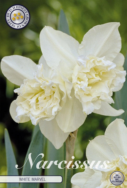 Narcissus White Marvel