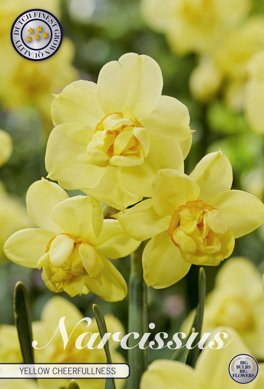 Narcissus Yellow Cheerfullness