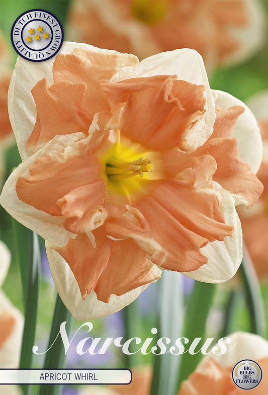 Narcissus Apricot Whirl