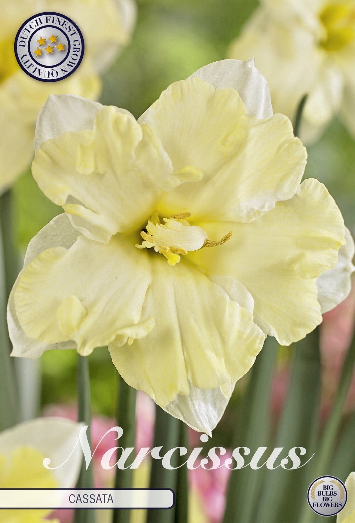 Narcissus Cassata