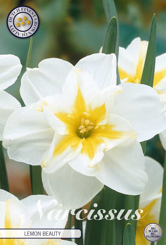 Narcissus Lemon Beauty