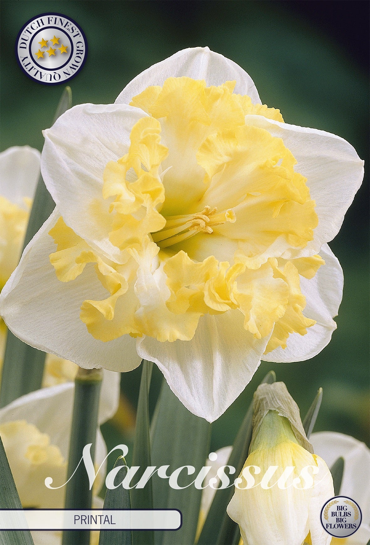 Narcissus Printal