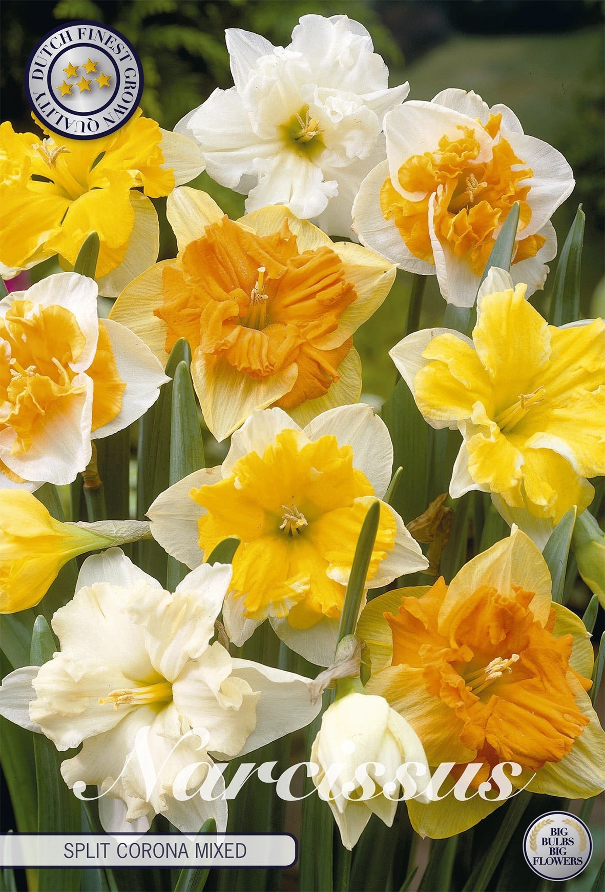 Narcissus Split Corona Mixed