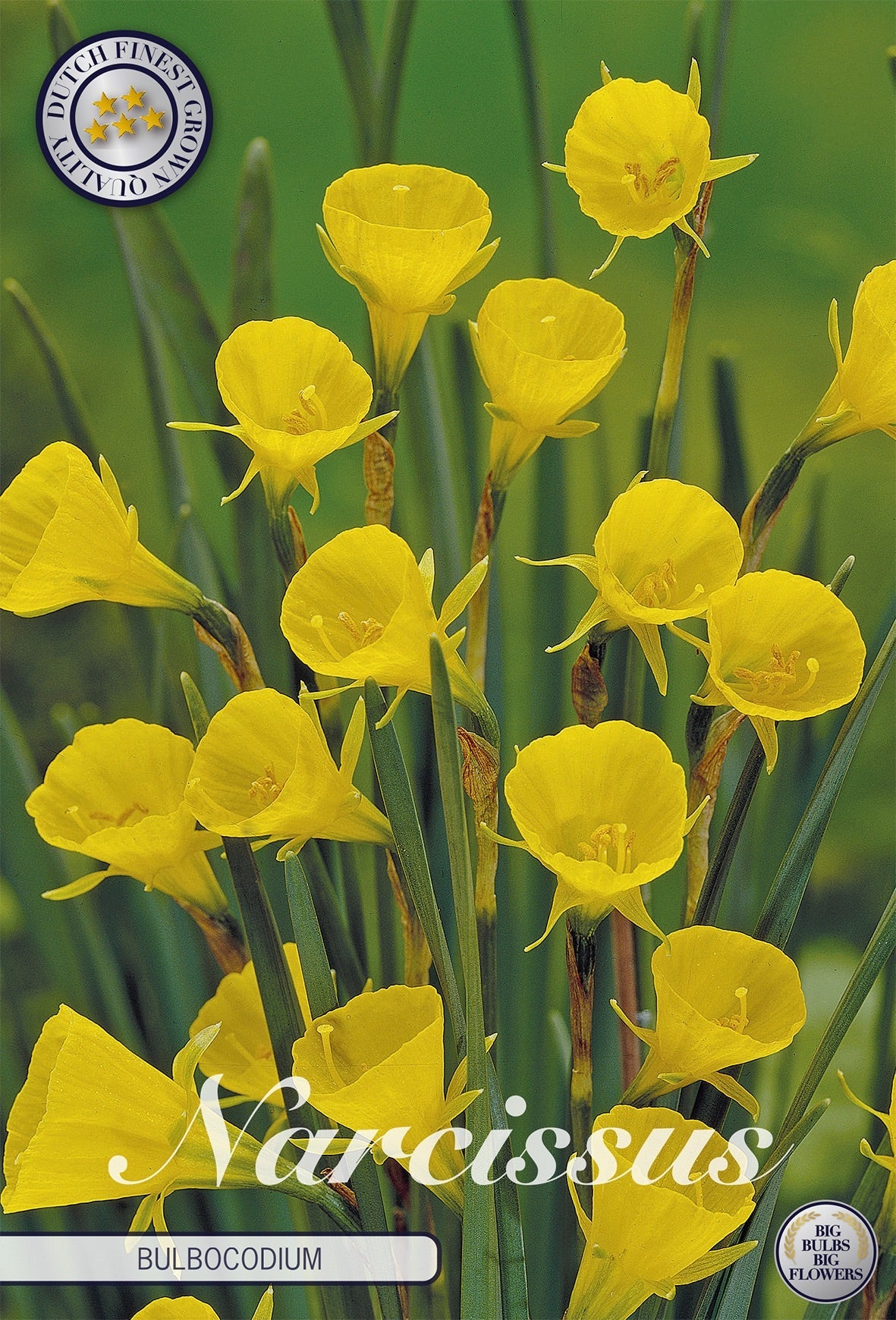 Narcissus Bulbocodium