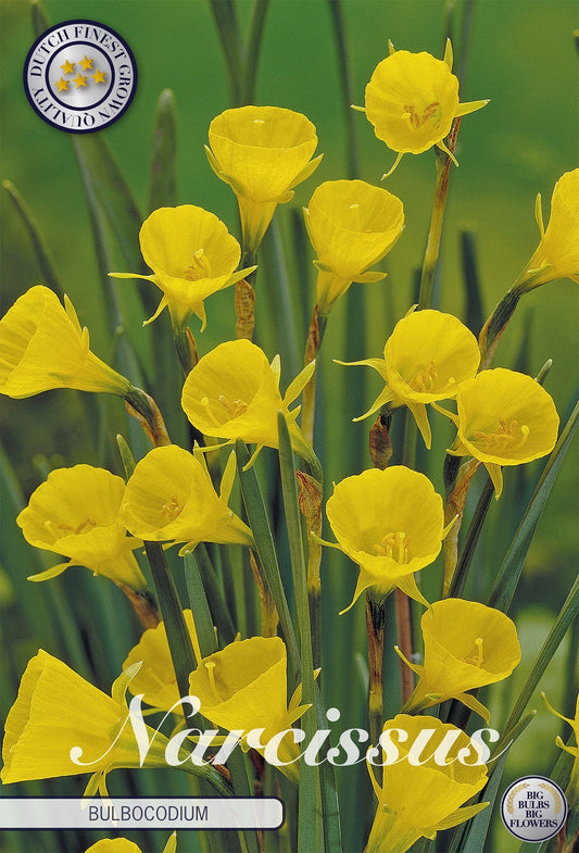 Narcissus Bulbocodium
