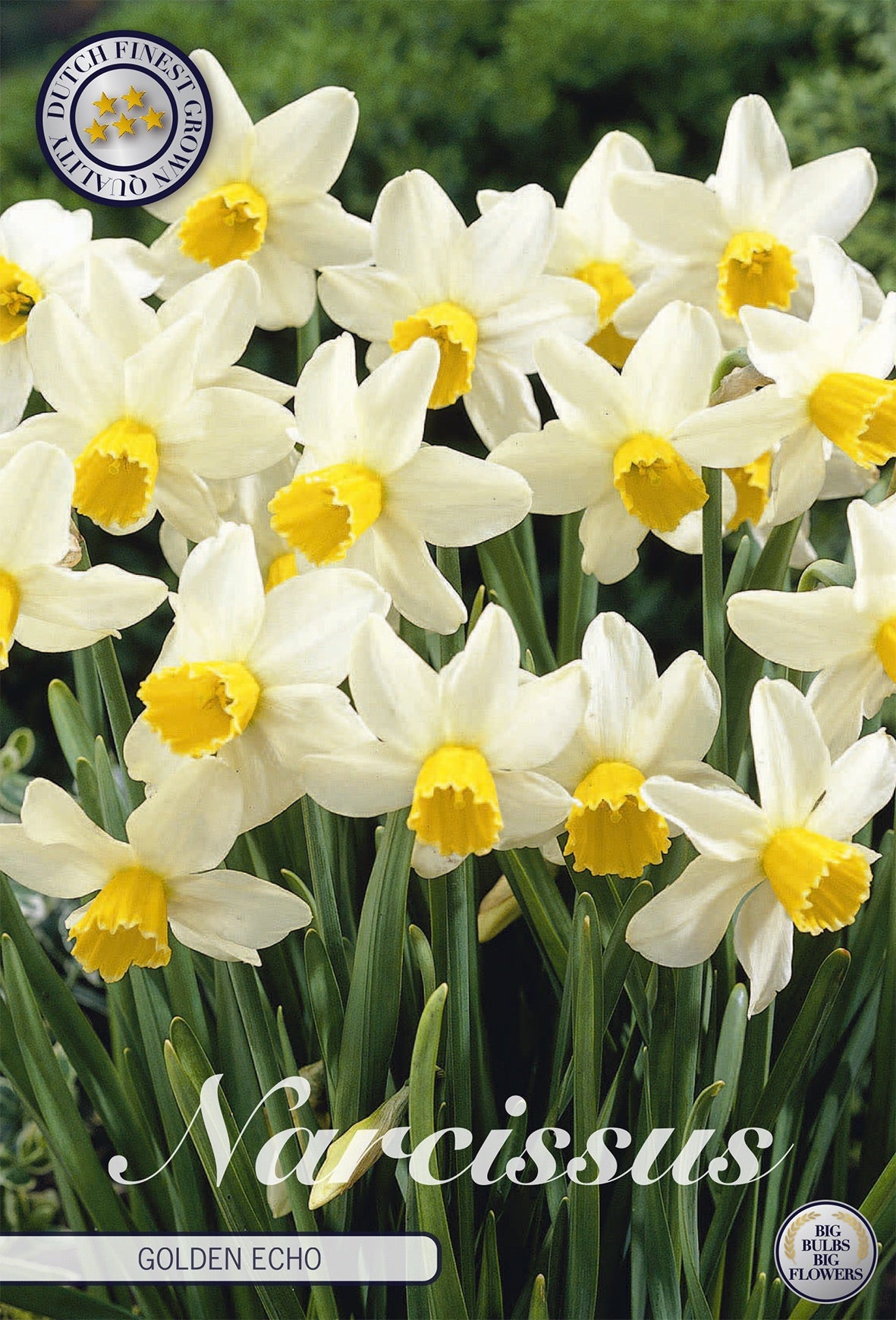 Narcissus Golden Echo