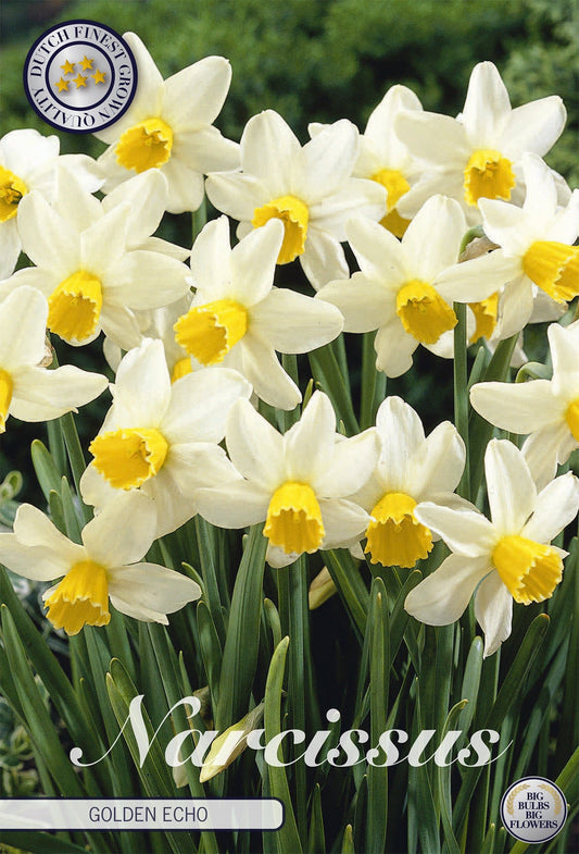 Narcissus Golden Echo