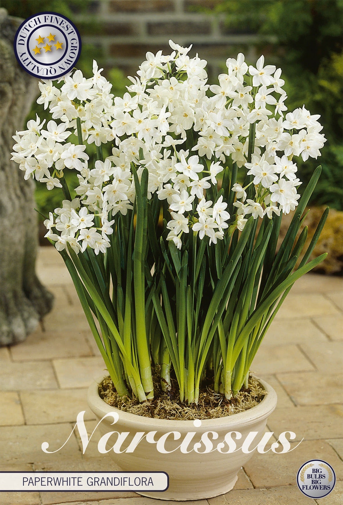 Narcissus Paperwhite Grandiflora