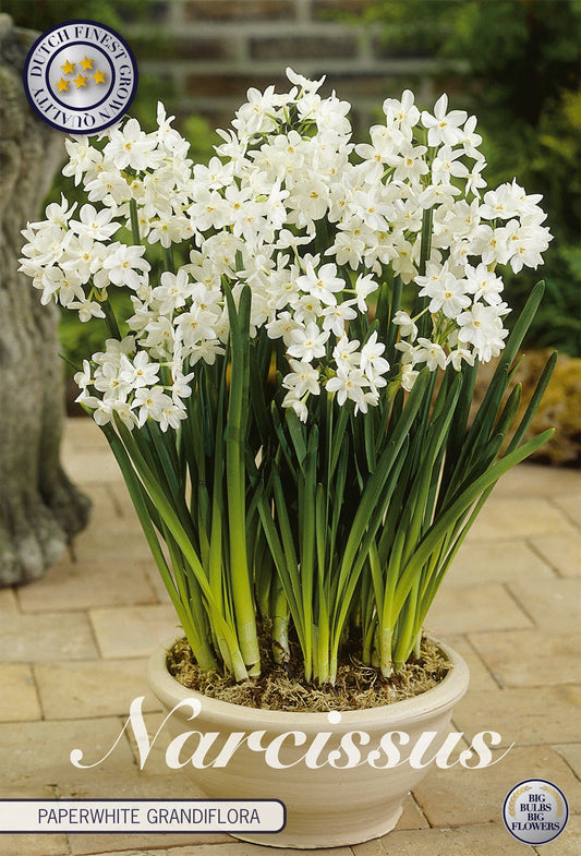 Narcissus Paperwhite Grandiflora