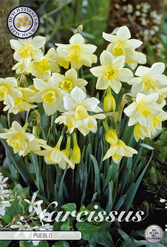 Narcissus Pueblo