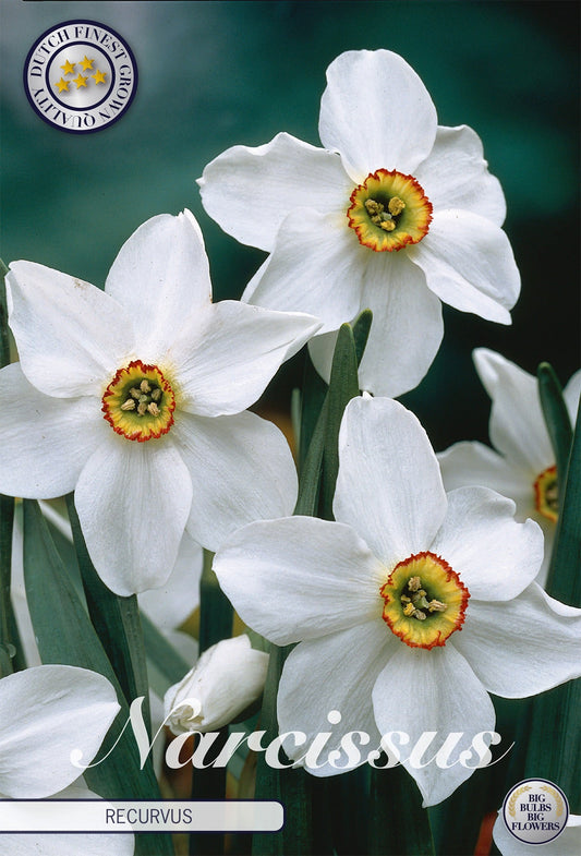 Narcissus Recurvus