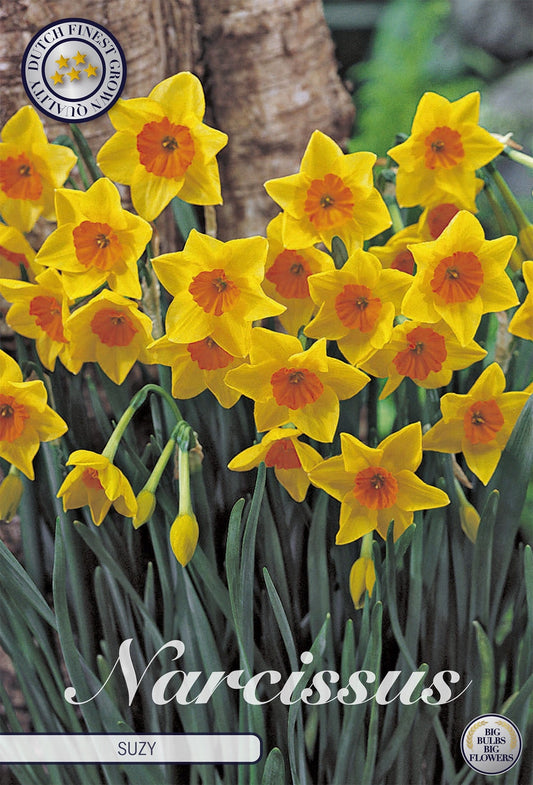 Narcissus Suzy