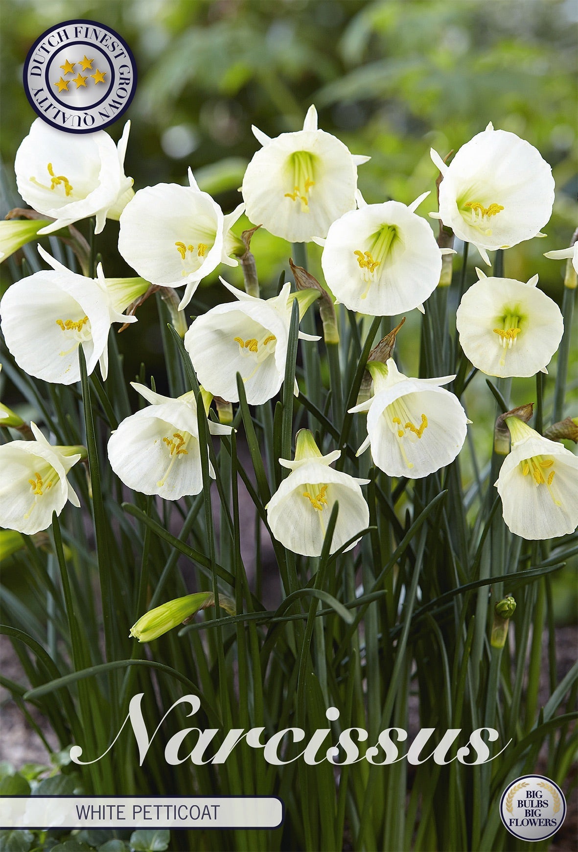 Narcissus White Petticoat