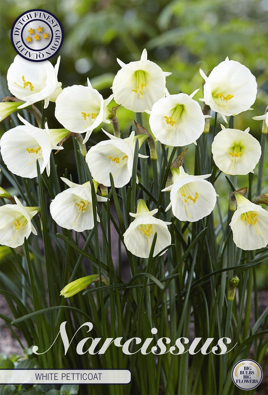 Narcissus White Petticoat