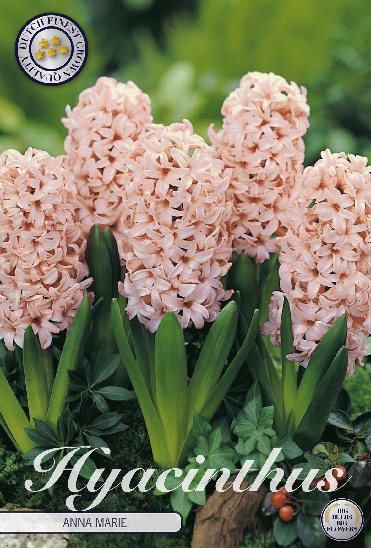 Hyacinthus Anna Marie