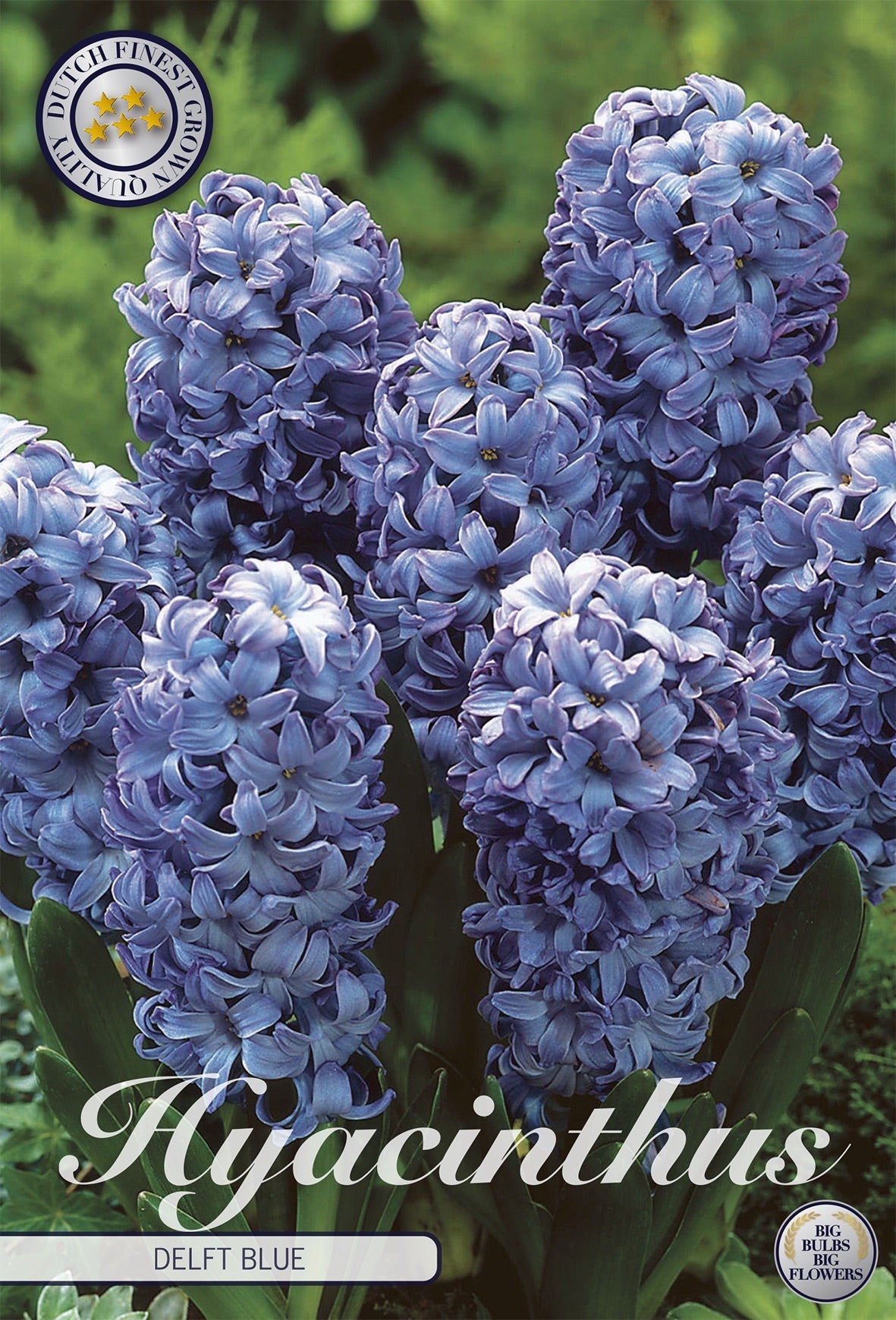 Hyacinthus Delft Blue