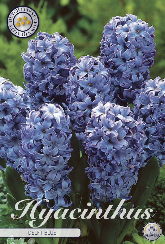 Hyacinthus Delft Blue