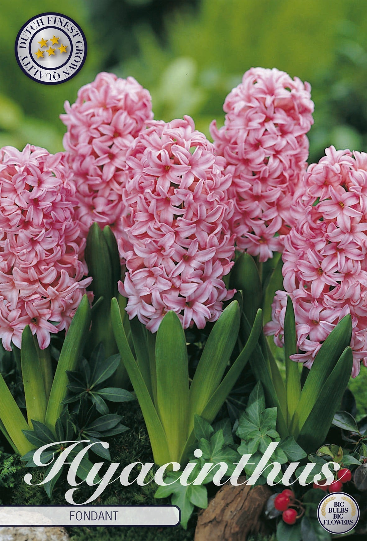 Hyacinthus Fondant