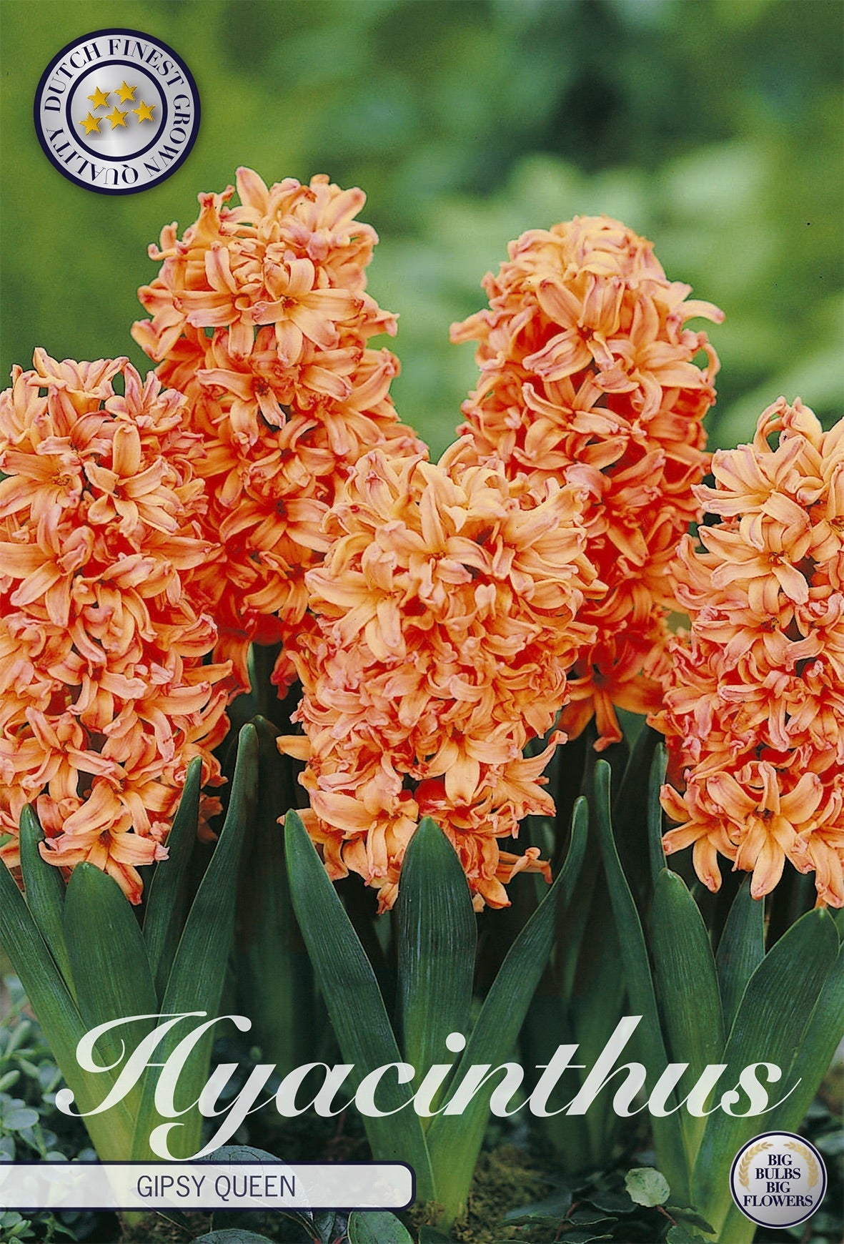 Hyacinthus Gipsy Queen