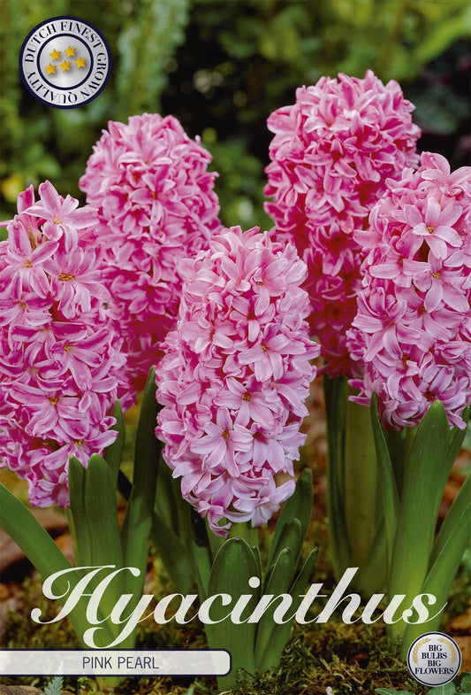 Hyacinthus Pink Pearl