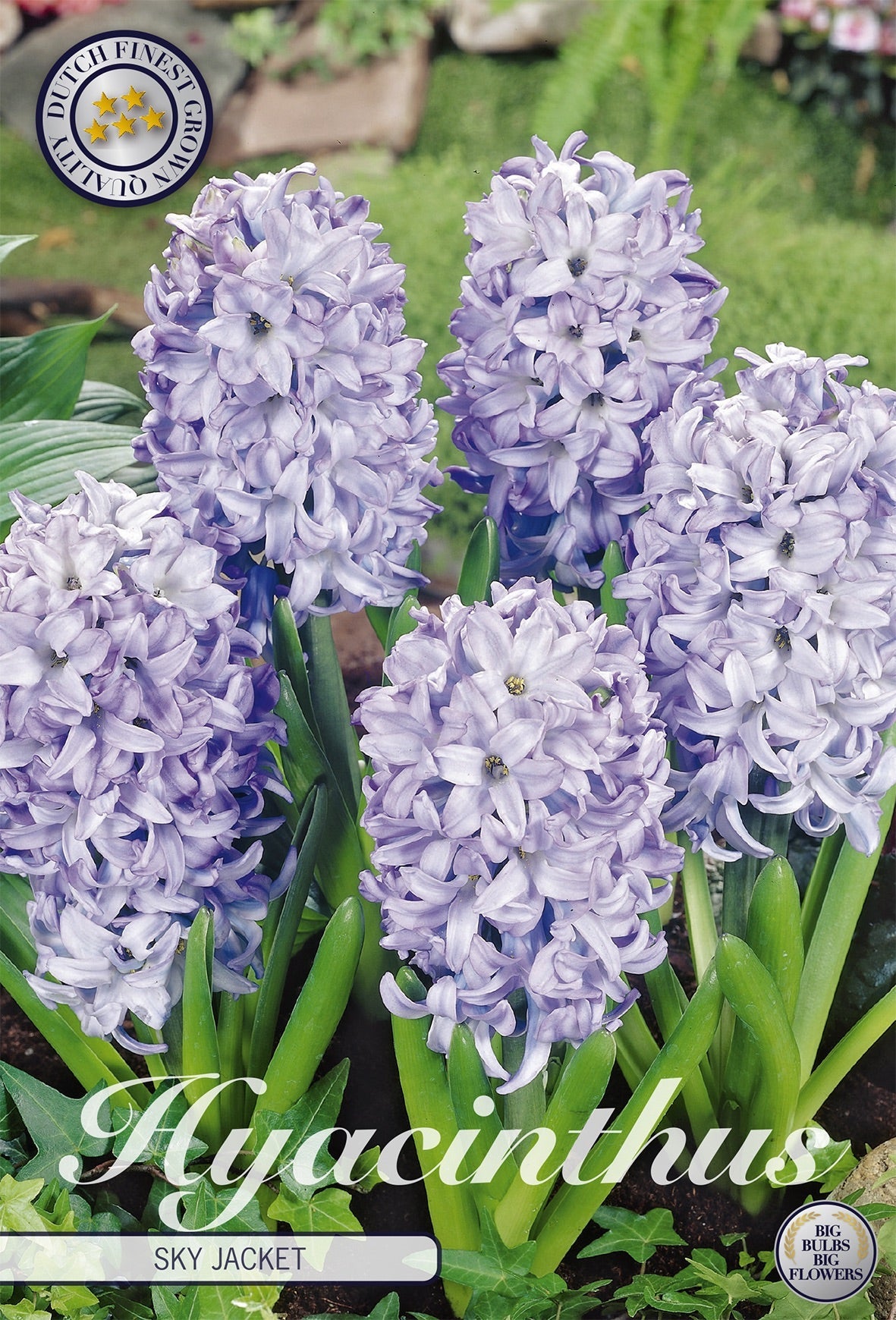 Hyacinthus Sky Jacket