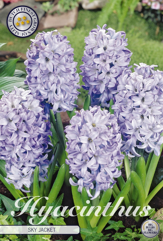 Hyacinthus Sky Jacket