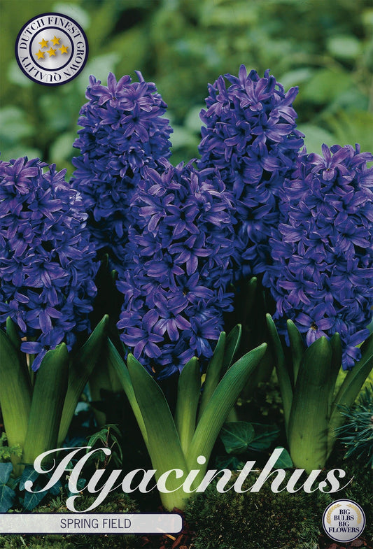 Hyacinthus Spring Field
