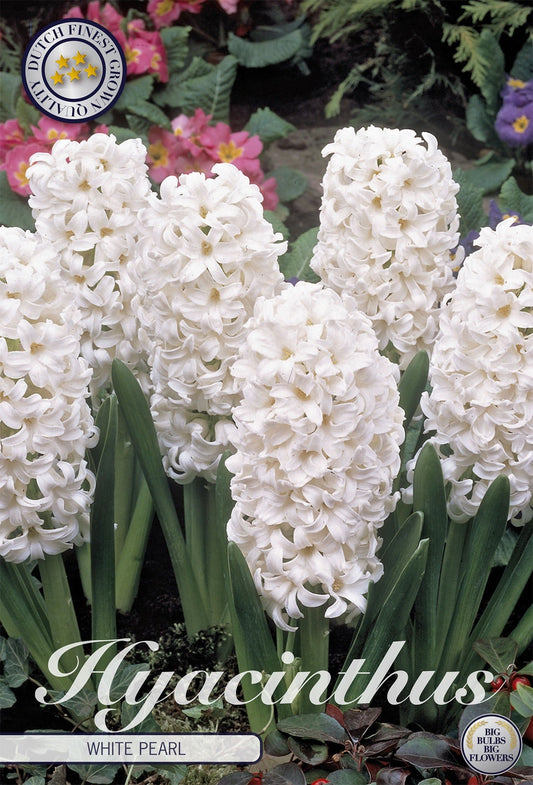 Hyacinthus White Pearl