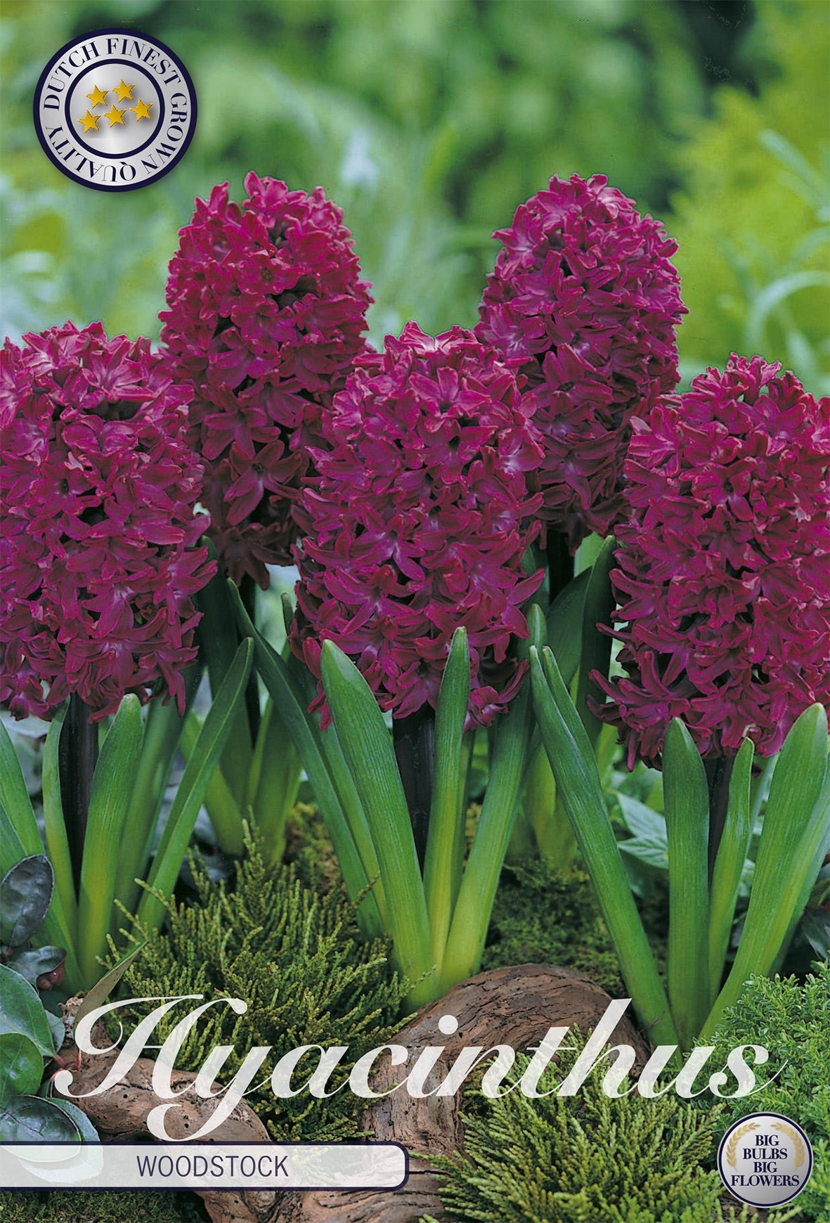 Hyacinthus Woodstock