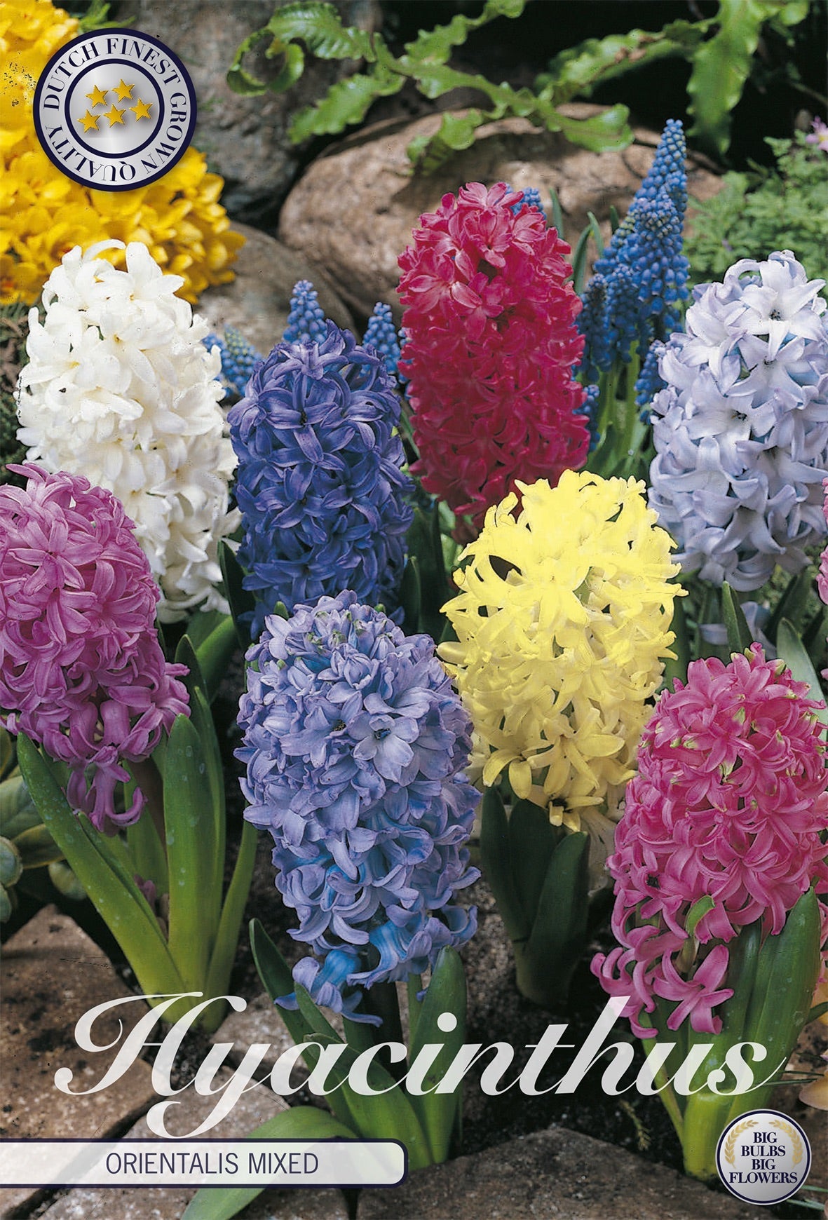 Hyacinth Mystery Box
