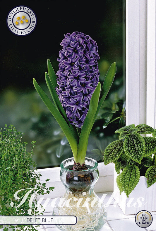 Hyacinthus Delft Blue