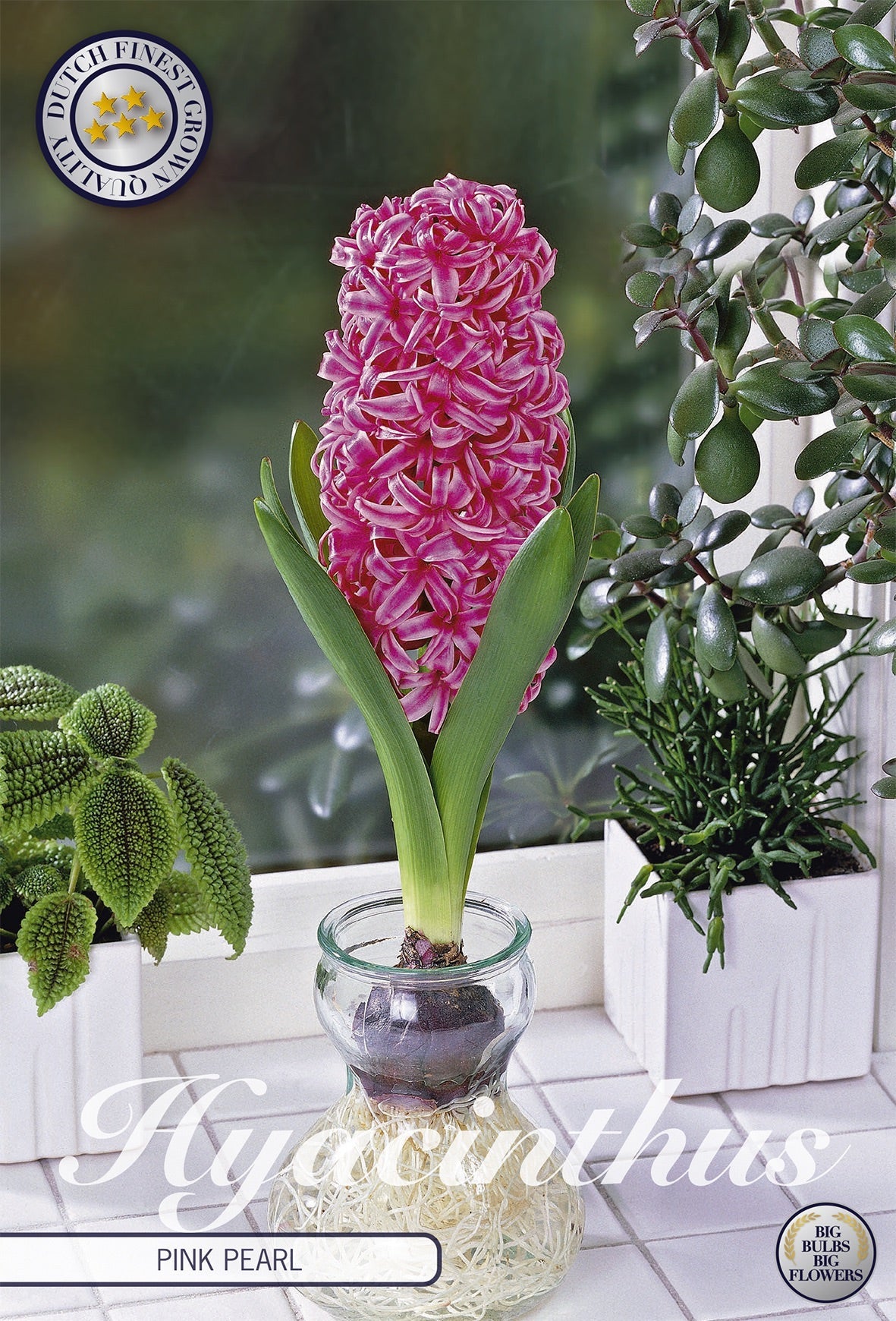 Hyacinthus Pink Pearl