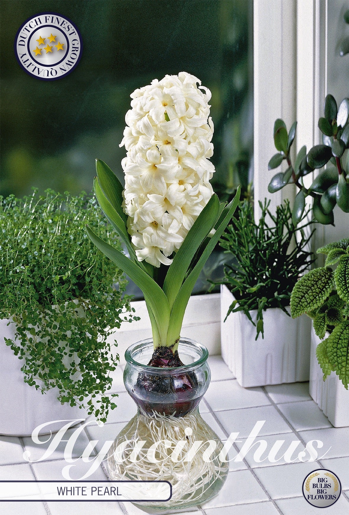 Hyacinthus White Pearl