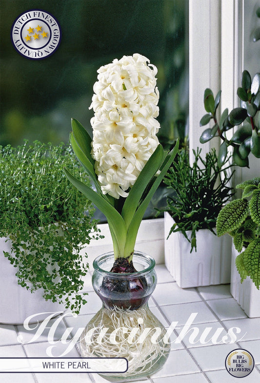 Hyacinthus White Pearl