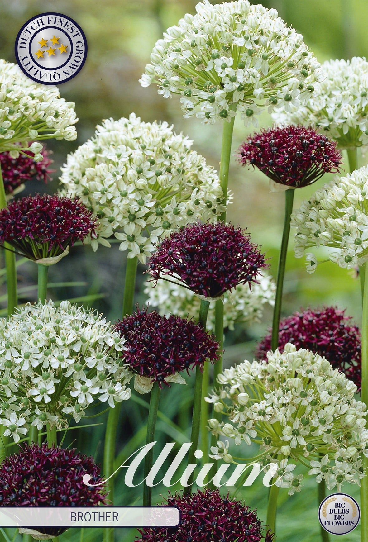Allium Brother