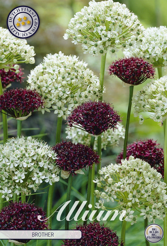 Allium Brother