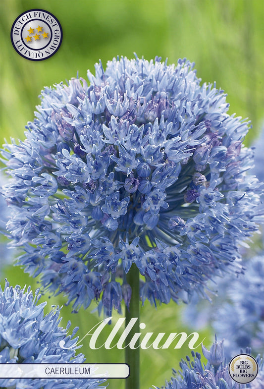 Allium Caeruleum