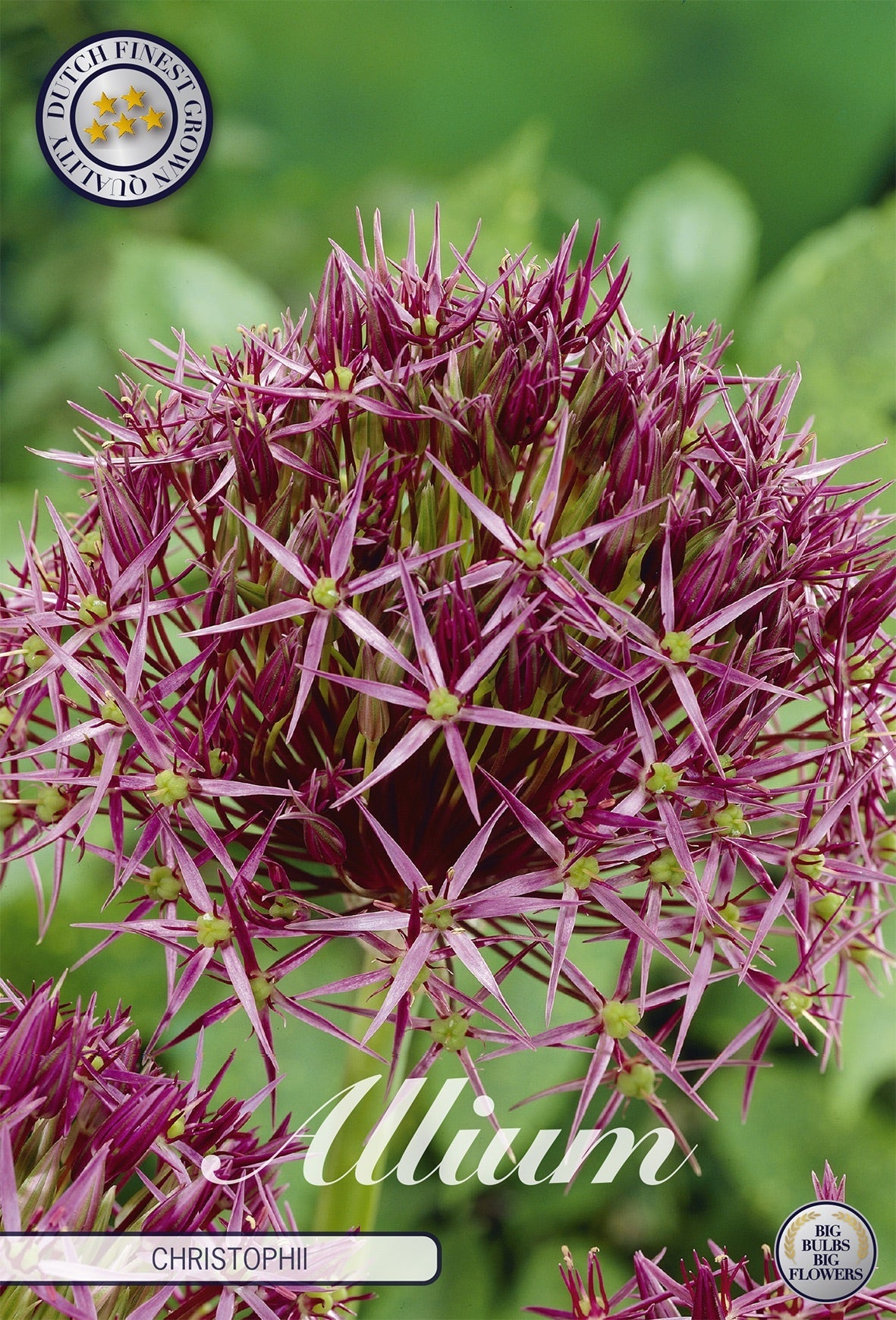 Allium Christophii