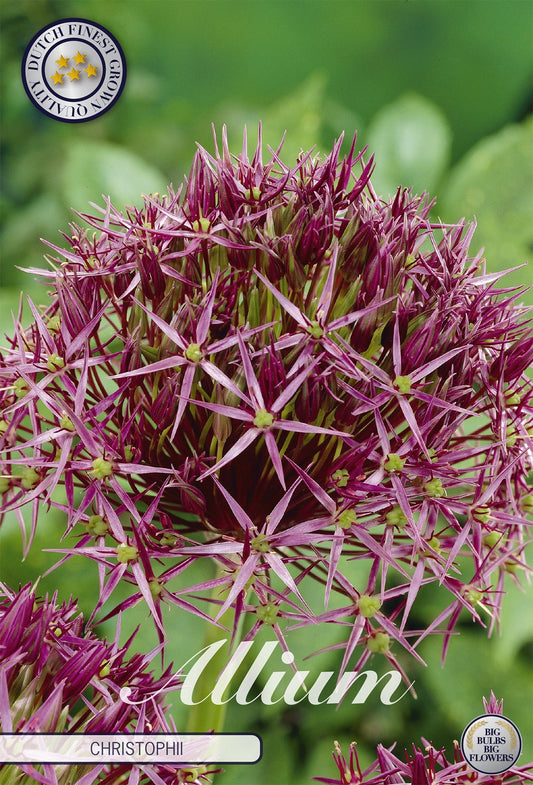Allium Christophii