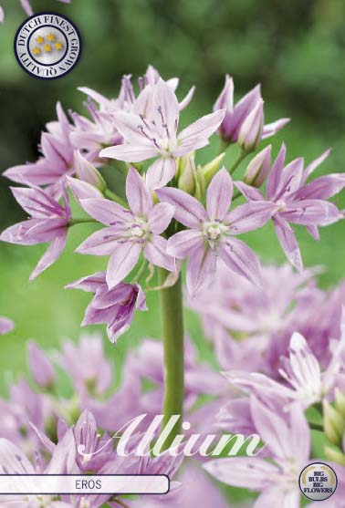 Allium Eros